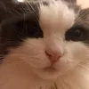 faxelgame
