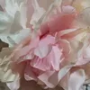_deva_estrella