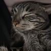 catsarentjustcats