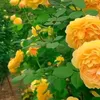 edris_54