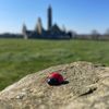 the_travelling_ladybug