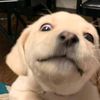whatisthepersonwhois