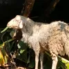 wadidaw894