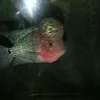 llednewpatino
