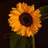 user58shwezin