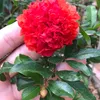 cuongtienle36790