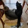 tigro_puma