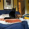 adorablelittlefools