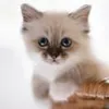 bella_16617