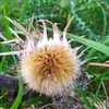 pilz_und_gartenwelt