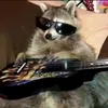 racoon.lv3r