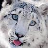 africansnowkitty