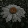 vick_67888
