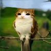 ilovemeowl95