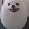 egg_dogeboi