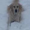 lola_the_goldenn