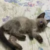 henrygustavo42