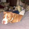 meathead927