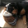 mudpupdave