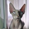 Pig the Sphynx