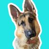 foleythegsd