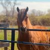 huronthehorse