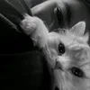 micaiaaaa