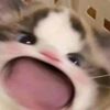kikomew_