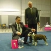 bullterrier222