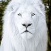 whitelion_donclyde