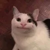 paulk979