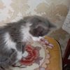 armiyanov_mango_67