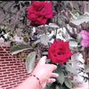 cinthiadiaz897