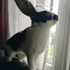 pablito_pavlovic