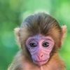 papayademacaco