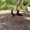 panquecaepreta