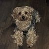 jake.is.my.dog