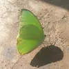 anialnasantri