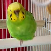 akipipi7