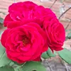 mfatima528