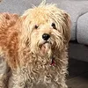 basilthejackapoo