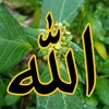 mohmadesoussi