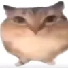 johnn_tc