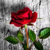 sukran_67
