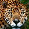 jaguarembo__