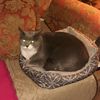 dude_cat_