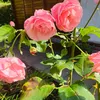 tatjana_461