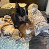 derbytheheeler