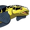 gakil_aquatic
