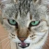amatou.o